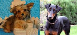 Yorkillon vs Doberman Pinscher - Breed Comparison