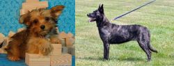 Yorkillon vs Dutch Shepherd - Breed Comparison
