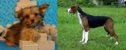 Yorkillon vs Finnish Hound - Breed Comparison