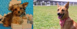 Yorkillon vs Formosan Mountain Dog - Breed Comparison