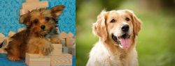 Yorkillon vs Golden Retriever - Breed Comparison