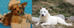 Yorkillon vs Jindo - Breed Comparison