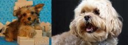 Yorkillon vs Lhasapoo - Breed Comparison