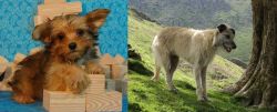 Yorkillon vs Lurcher - Breed Comparison