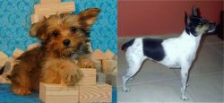 Yorkillon vs Miniature Fox Terrier - Breed Comparison