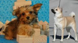 Yorkillon vs Norwegian Buhund - Breed Comparison