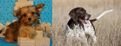 Yorkillon vs Old Danish Pointer - Breed Comparison