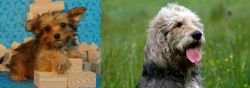 Yorkillon vs Otterhound - Breed Comparison