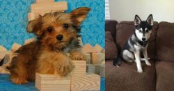 Yorkillon vs Pomsky - Breed Comparison