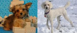 Yorkillon vs Poodle - Breed Comparison