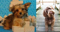 Yorkillon vs Portuguese Water Dog - Breed Comparison