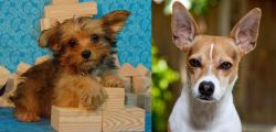 Yorkillon vs Rat Terrier - Breed Comparison