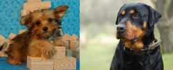 Yorkillon vs Rottweiler - Breed Comparison