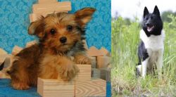 Yorkillon vs Russo-European Laika - Breed Comparison