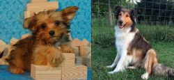 Yorkillon vs Scotch Collie - Breed Comparison
