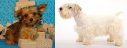 Yorkillon vs Sealyham Terrier - Breed Comparison