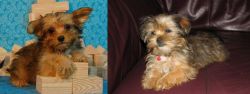Yorkillon vs Shorkie - Breed Comparison