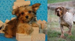 Yorkillon vs Spanish Pointer - Breed Comparison