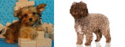 Yorkillon vs Spanish Water Dog - Breed Comparison