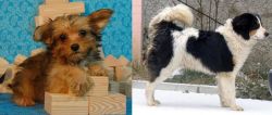 Yorkillon vs Tornjak - Breed Comparison