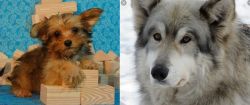 Yorkillon vs Wolfdog - Breed Comparison