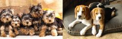 Yorkshire Terrier vs Beagle - Breed Comparison