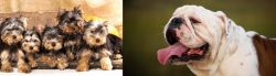 Yorkshire Terrier vs English Bulldog - Breed Comparison