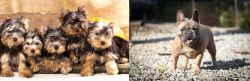 Yorkshire Terrier vs French Bulldog - Breed Comparison
